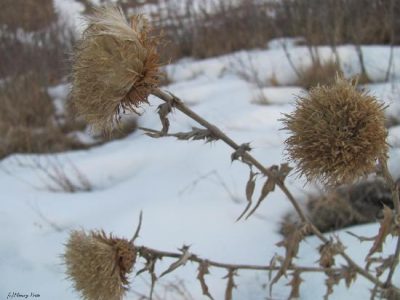 Canada Thistle Image